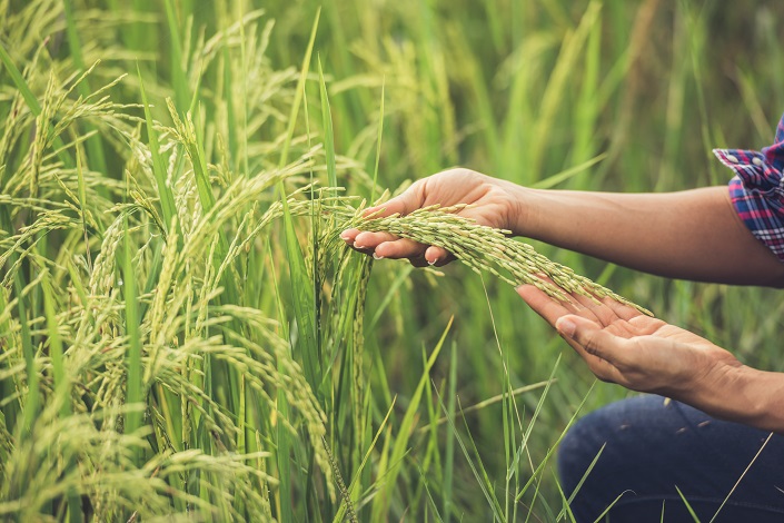 Government Schemes and Initiatives: Boosting Cold Chain Infrastructure for Agricultural Growth in India